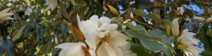 Sonoma Botanical Garden