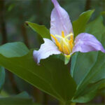 Wildflower hike at Jack London Park