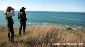 Whale Watching in Sonoma County Parks