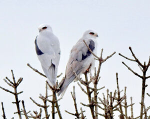 White-tailed Kites at Laguna de Santa Rosa. Photo by Lorraine Bruno.