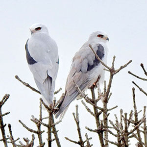 White-tailed Kites at Laguna de Santa Rosa. Photo by Lorraine Bruno.