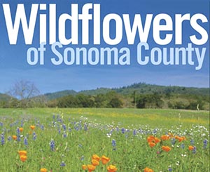 Wildflowers in Sonoma County