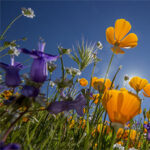 Wildflower Walks Sonoma County