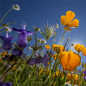 Wildflower Walks Sonoma County Regional Parks
