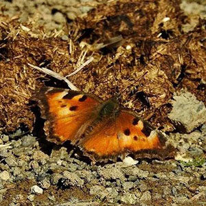 Butterfly walk at Sugarloaf Ridge Park.