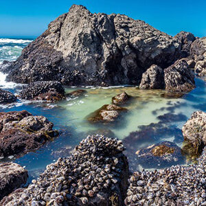Sonoma Coast, photo by David Hahn.
