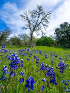 Kelly Painter - Lupine at Sonoma Valley Regional Park.