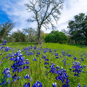 Lupine at Sonoma Valley Regional Park. Photo by Kelly Painter.