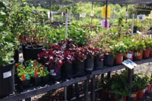 Plant sales