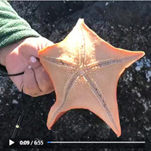 Sea stars at Doran Beach