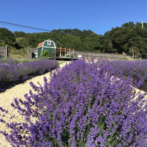 Bees N Blooms lavender