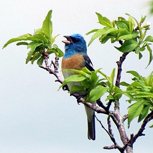 Bird at Laguna de Santa Rosa