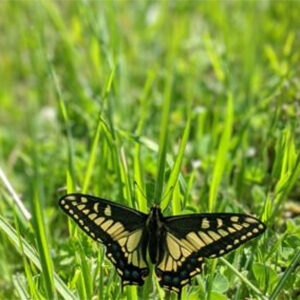 Butterflies at Sugarloaf Ridge State Park