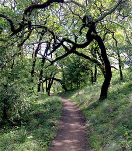 Creekside Trail Shiloh Ranch Regional Park