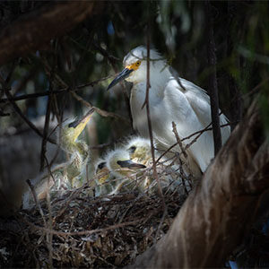 Snowy egrets at the 9th Street rookery in Santa Rosa. Photo by Marlene Ortiz-Smith