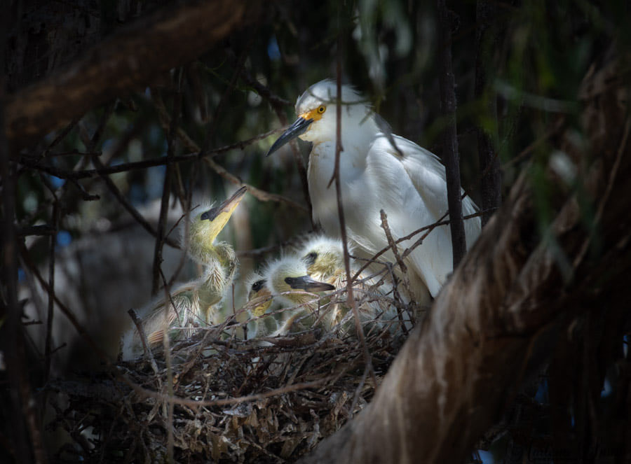 Snowy Egrets photo by Marlene Ortiz-Smith