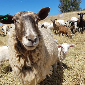 Transhumance Festival in Petaluma