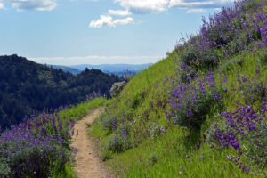 Sugarloaf Park