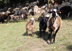Transhumance Festival