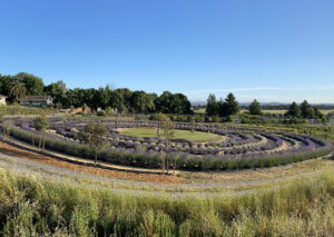 Learn About Lavender Tours
