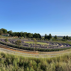 Bees and Blooms lavender labyrinth