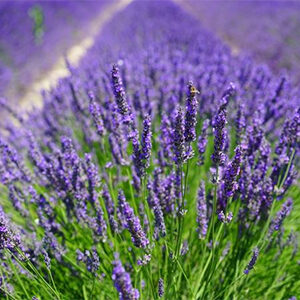 Lavender tour