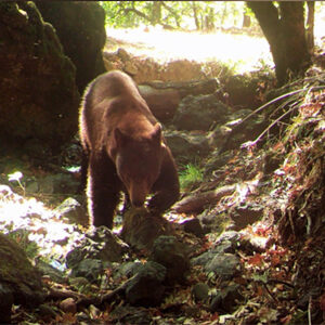 Bear presentation