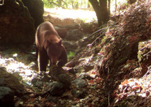 Bears in Sonoma County campfire talk