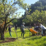 Orchard at Jack London State Park