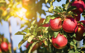 Sonoma County Farm Trails Apple Trail