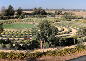 Bees and Blooms Farm Labyrinth Tour