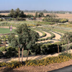 labyrinth at Bees and Blooms