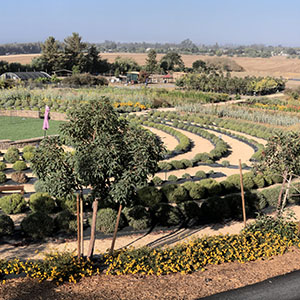 labyrinth at Bees and Blooms
