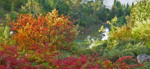 Maples at Sonoma Botanical Gardens
