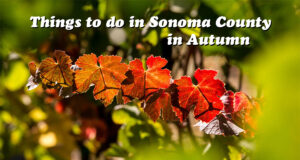 Things to do in Sonoma County in fall