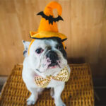 Howwloween Pet Parade Healdsburg