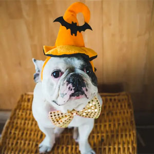 Howwloween Pet Parade Healdsburg