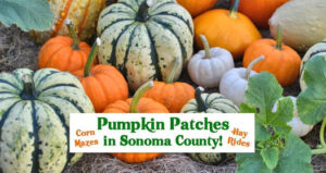 Pumpkin Patches in Sonoma County