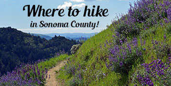 Hiking in Sonoma County