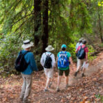 Redwood Experience at Jack London Park