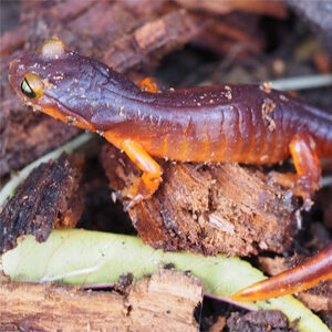 Amphibian hike at Sugarloaf Ridgee Park