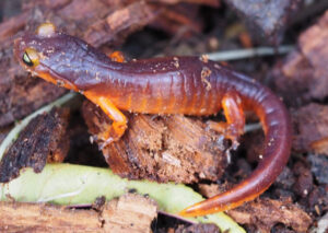 Amphibians! A hike at Sugarloaf Ridge State Park