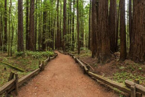 Armstrong Redwoods National Rreserve
