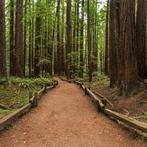 Armstrong Redwoods National Reserve