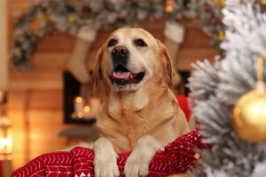 Santa Paws at Western Farm Center
