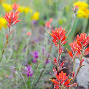 Wildflowers at Sugarloaf Ridge Park