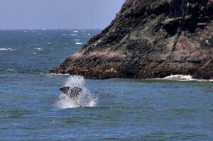Whale Watching in Sonoma County