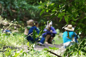 Forest therapy at Sugarloaf Ridge Park