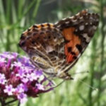 Butterfly hike Sugarloaf Park