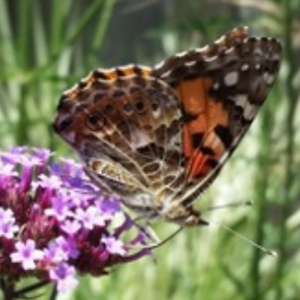 Butterfly hike Sugarloaf Park